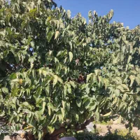 فروش-باغ-انگور-و-درخت-گردو