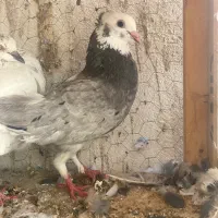 کفتر شازده سورور کلاهی خال سیاه