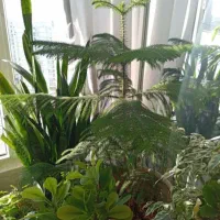 کاج مطبق و شفلرا|گل و گیاه طبیعی|کرمانشاه, |دیوار