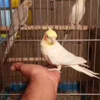 فروش۳عددعروس هلندی بالغ.دستی.سخنگو وکاملاسالم .|پرنده|هشتگرد, شهرک راه آهن|دیوار