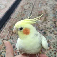 عروس هلندی|پرنده|محمدیه-قزوین, |دیوار