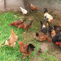 تخم مرغ محلی|حیوانات مزرعه|رامیان, |دیوار