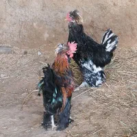 خروس زینتی قشنگ|حیوانات مزرعه|سیروان, |دیوار