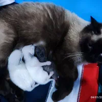 واگذاری گربه