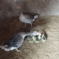 عروسک پشمی غاز