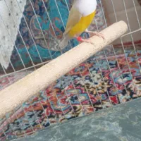 فنچ گلدین نر