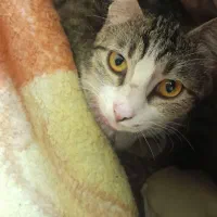 واگذاری رایگان