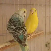 جفت مرغ‌ عشق بی‌نظیر