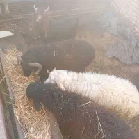 گوسفند قوچ|حیوانات مزرعه|گنبد کاووس, |دیوار