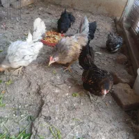 مرغ و خروس و جوجه جاپنیز ریز جثه|حیوانات مزرعه|اردبیل, |دیوار