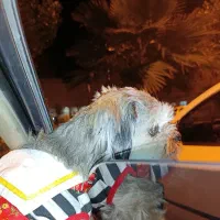 واگذاری رایگان شیتزو حرف گوش کن|سگ|پارسآباد, |دیوار