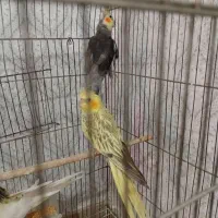 2جفت عروس هلندی|پرنده|کرج, عظیمیه|دیوار