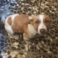 سگ خانگی|سگ|رشت, خرسندی|دیوار