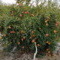 نهال انار درجه یک سیاب|خدمات باغبانی و درختکاری|طرهان, |دیوار