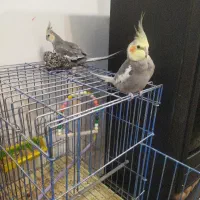 عروس هلندی سینامون