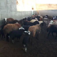 تعداد ۴عدد شیشک قزل افشار