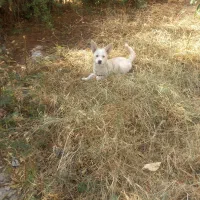 سگ اسپیتزنژاددار شیطون خونگی تمیز شناسنامه دار