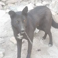 سگ حیاط|سگ|فاروج, |دیوار