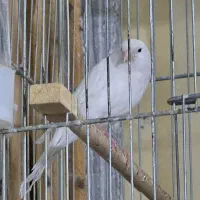 سهره.سهره قناری.قناری .گلبسر.|پرنده|اراک, |دیوار