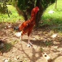 فروش مرغ لاری و خروس لاری بالغ اصیل|حیوانات مزرعه|چابکسر, |دیوار