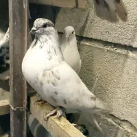 کبوتر|پرنده|ماکو, |دیوار