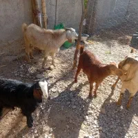 بز داشتی آبستن دوقلو زا|حیوانات مزرعه|کوهدشت, |دیوار