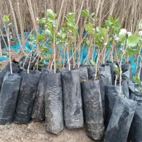 پسته پیوندی/ اکبری/ هیبرید/ سیب