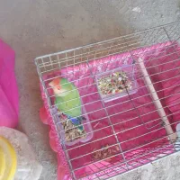 طوطی برزیلی ماده|پرنده|سنندج, |دیوار