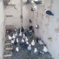 کبوتر فروشی