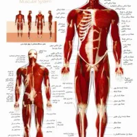 آموزش تخصصی ماساژ با مدارک معتبر
