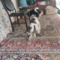 سگ پاکوتاه|سگ|لاهیجان, لیالستان|دیوار