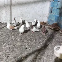 10تاتهرانی اوچوب اوینویان