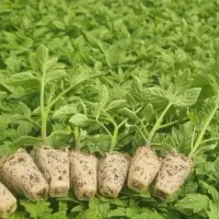 نشا گوجه