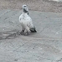 کفتر
