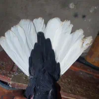 طوقی دم سفید کراواتی مخمل زرد