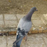 کفتر|پرنده|گلبهار, شهر جدید گلبهار|دیوار