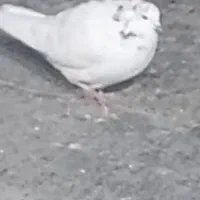 کفتر گمشده|حیوانات|ملایر, |دیوار