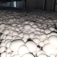 مسئول فروش (اداری )فقط خانم