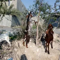 دو عدد بز برای فروش دو رگ پاکستانی