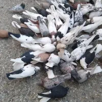 کفتر رنگی ۷۰ تا یکجا