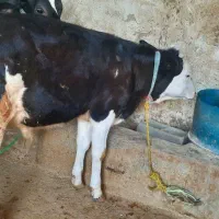 دو عدد گوساله میداود میباشن|حیوانات مزرعه|باغ ملک, |دیوار