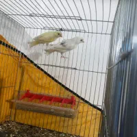 جفت قناری خوشکل(کوار)