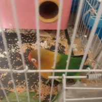 طوطی کوتوله|پرنده|اصفهان, کوی ولی عصر|دیوار