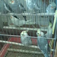 عروس هلندی|پرنده|نوشین شهر, |دیوار