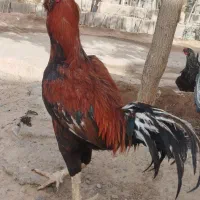 خروس لاری|حیوانات مزرعه|مشهد, مهدی آباد|دیوار
