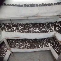 کود( کمپوست قارچ دکمه‌ای)