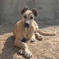 ماده سرابی خالص