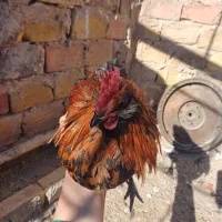 مرغ وخروس.|حیوانات مزرعه|فردوس (خراسان), |دیوار