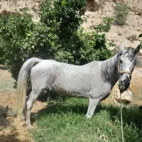 مادیان ترکی قدیمی شکم خالی سن ۸سال