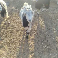 بز کولار گیسه|حیوانات مزرعه|جهرم, |دیوار